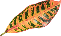 leaf